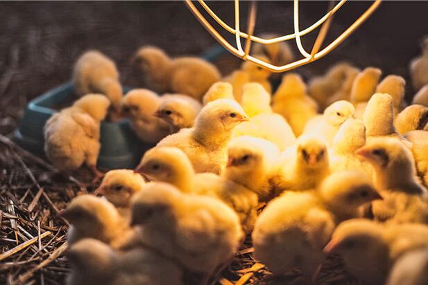 Does it become dark enough for chickens to sleep