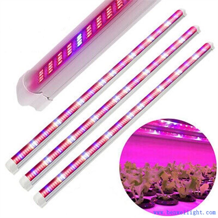 En billig Grow Light